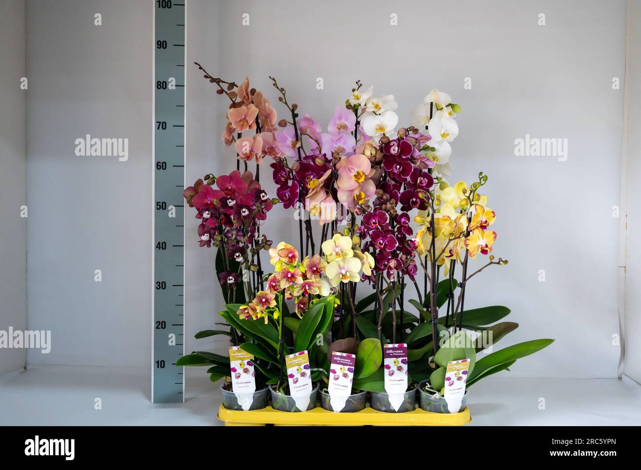 Cultivation of colorful tropical flowering plants orchid family Orchidaceae Paphiopedilum, Venus slipper in Dutch greenhouse, types of orchids Stock Photo