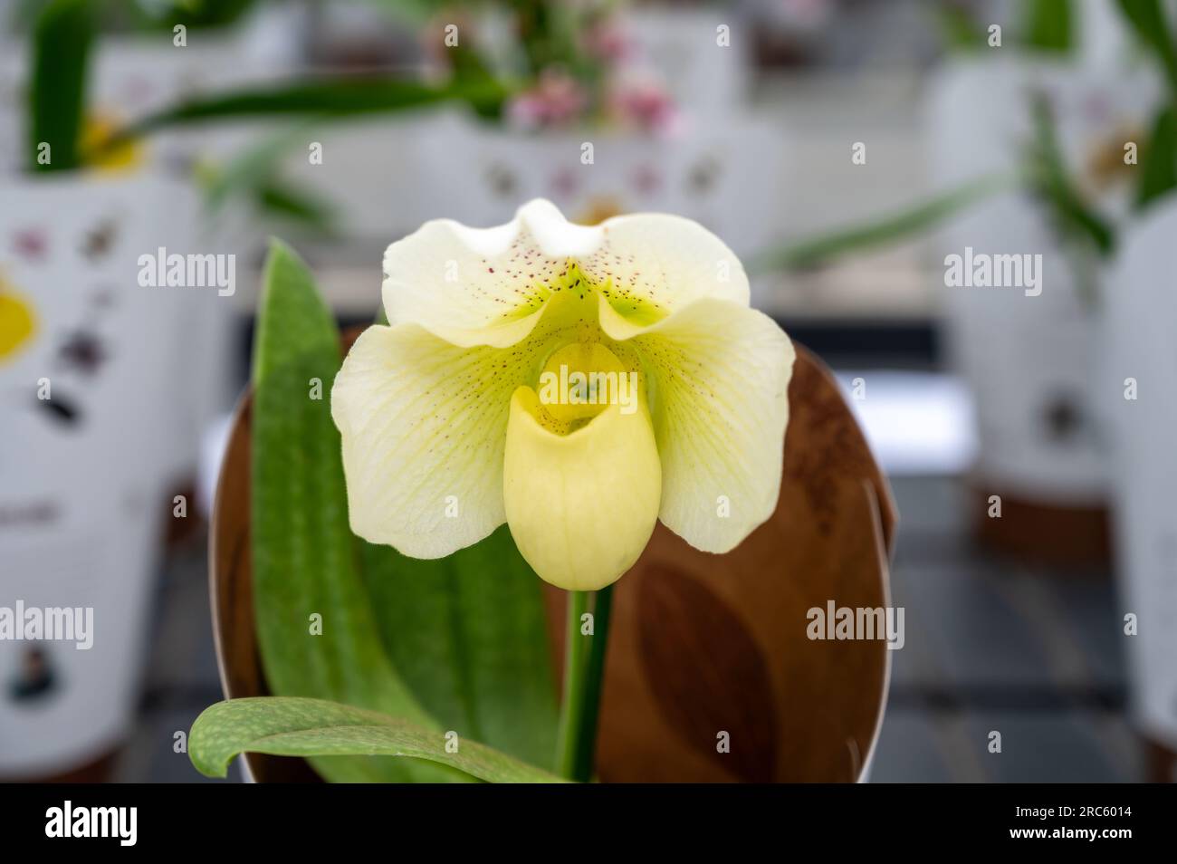 Cultivation of colorful tropical flowering plants orchid family Orchidaceae Paphiopedilum, Venus slipper in Dutch greenhouse with UV IR Grow Light Stock Photo