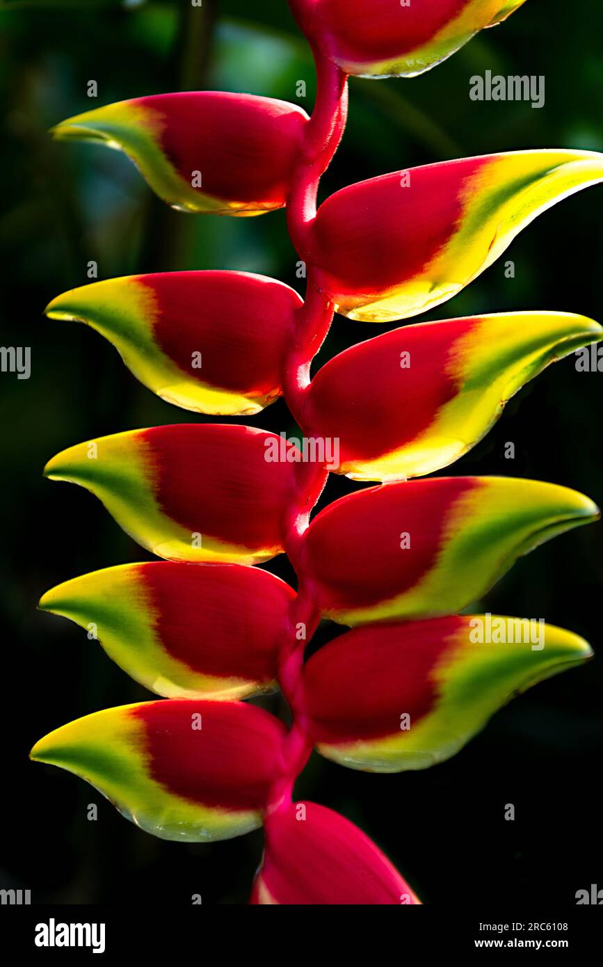 Heliconia flower, tropical plants, amazon Brazil Stock Photo Alamy