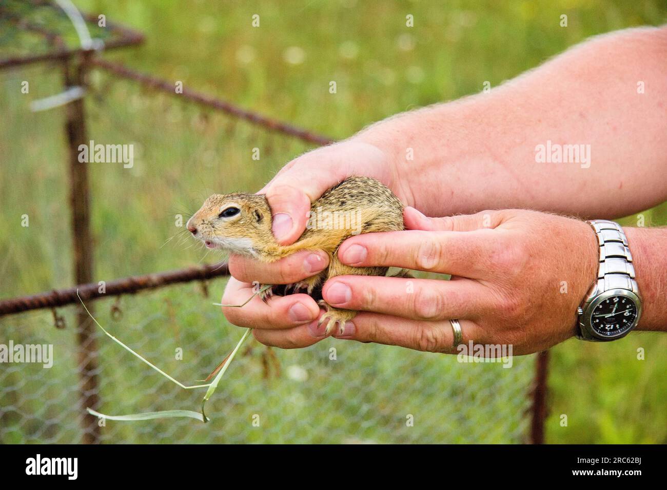 The European ground squirrel (Spermophilus citellus) during release into a new environment. male hand holding ground squirrel. Stock Photo