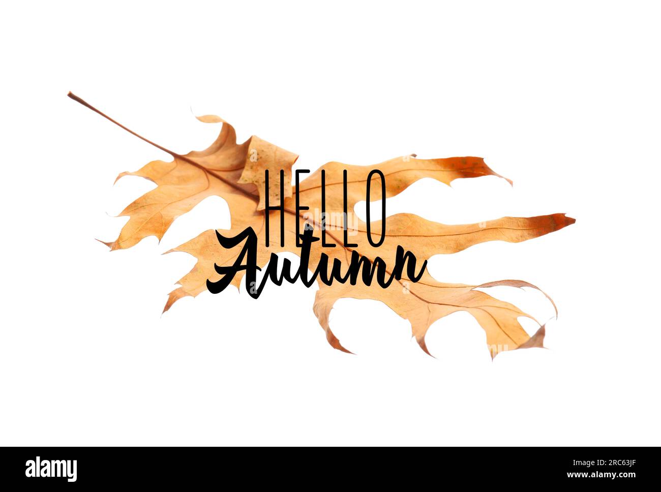 Banner with text HELLO AUTUMN and fallen leaf Stock Photo