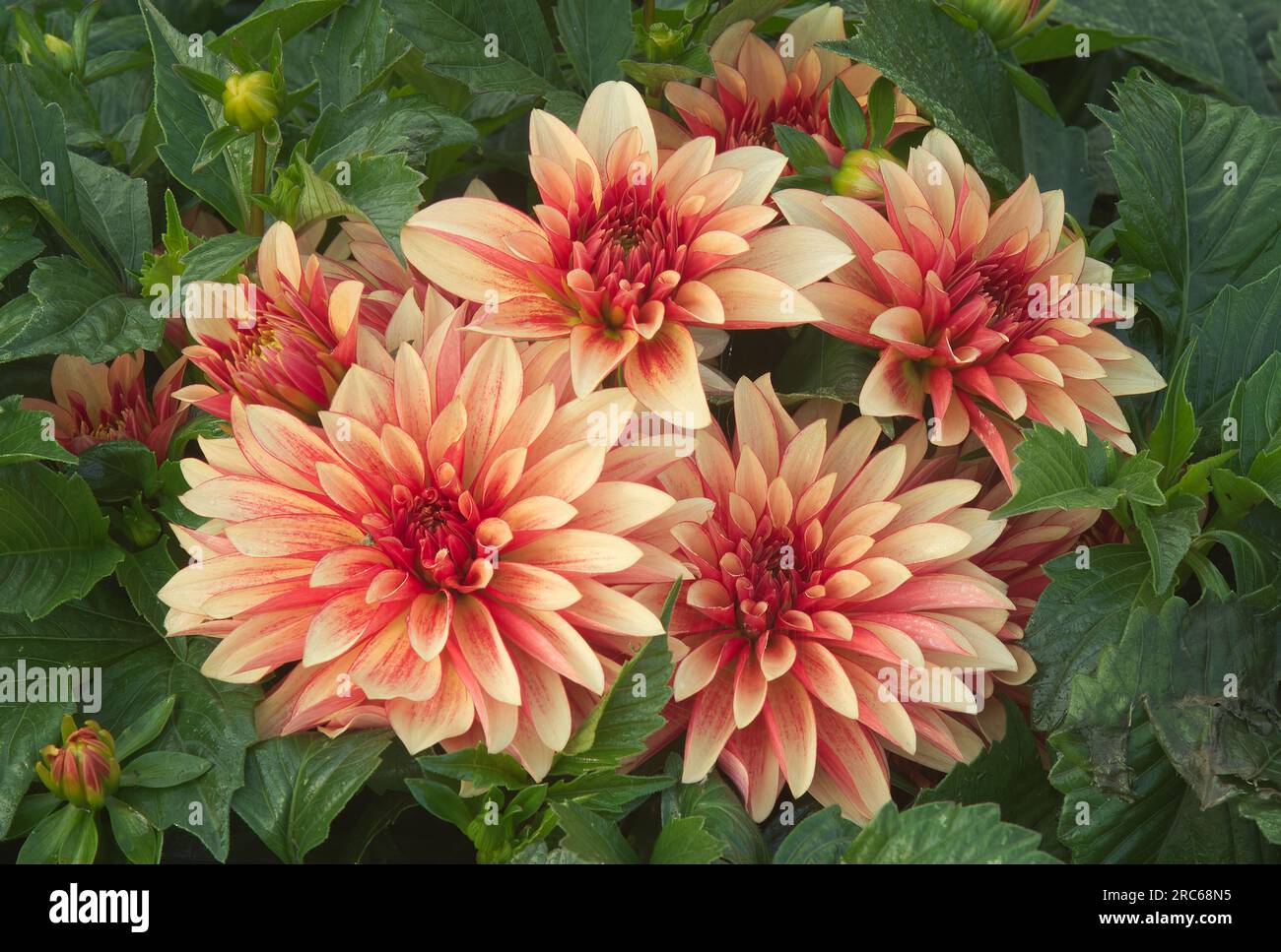 The group of blossoms of flowering Dahlia plant in the garden. Closeup with no people arround. Stock Photo