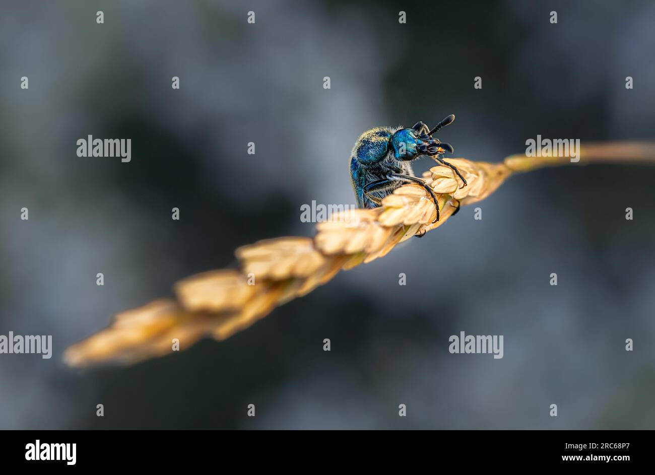 Escarabajo Cerocoma schreberi asomándose en una espiga Stock Photo