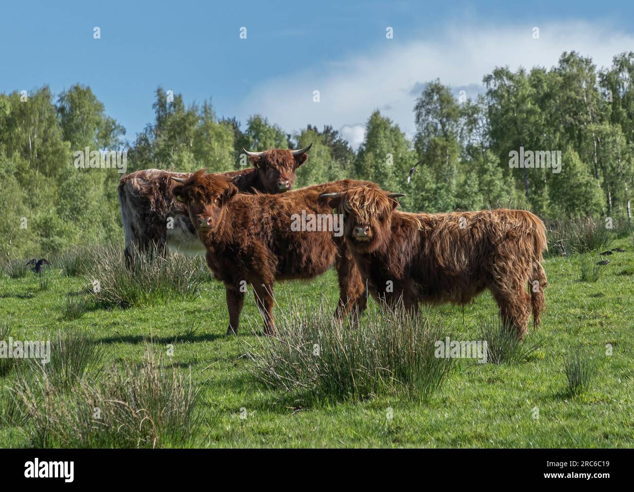 Three highland cows in a field with a backdrop of trees and a blue sky Stock Photo