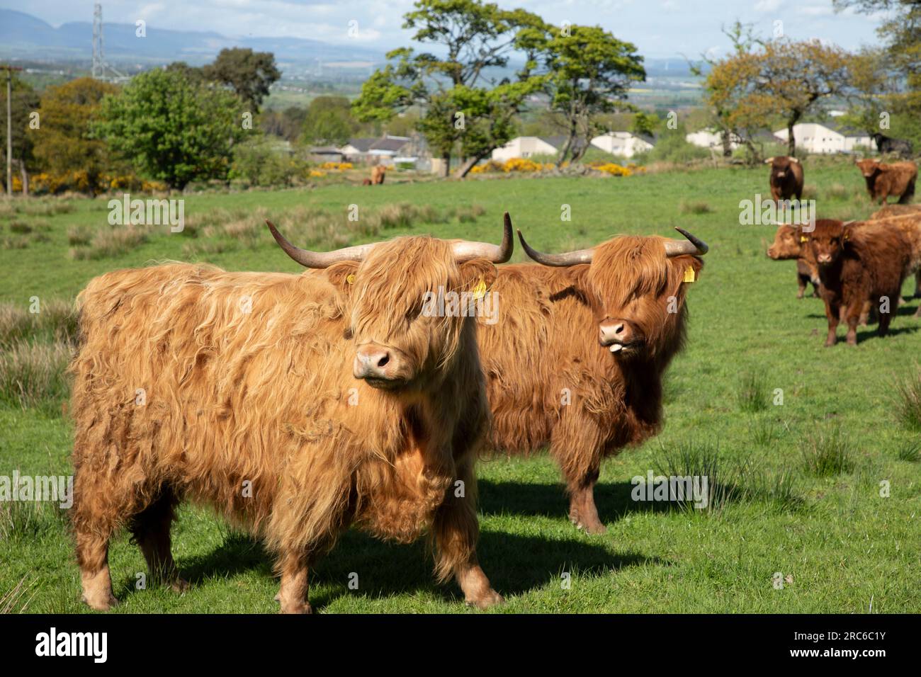 Two highland cattle stood together in a field Stock Photo