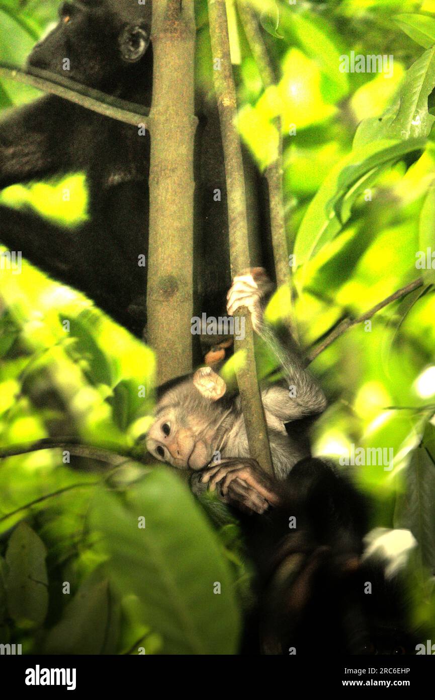 Macaque offspring survival rate hi-res stock photography and images - Alamy