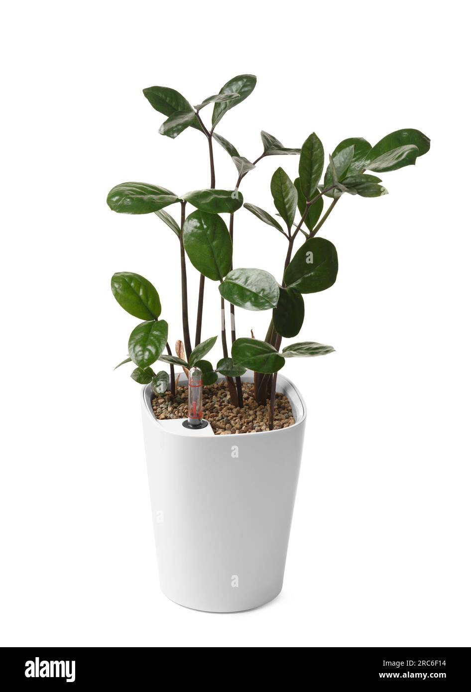 Smart white flower pot with watering system, water level indicator, water meter for the beauty and health of plants. Zamioculcas in a smart flowerpot. Stock Photo