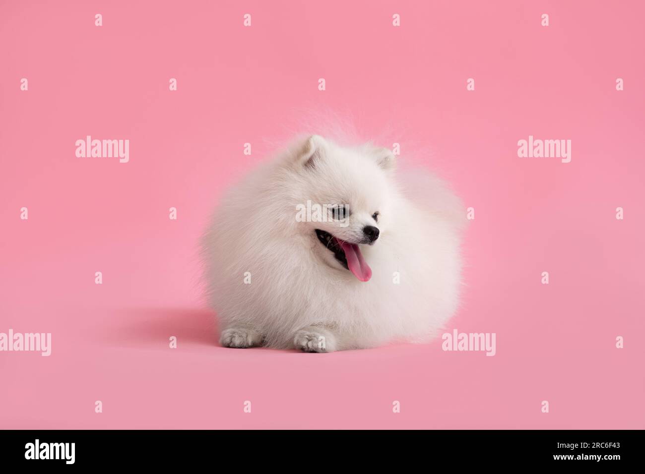 Portraite of cute fluffy puppy of pomeranian spitz. Little smiling dog lies on bright trendy pink background. Stock Photo