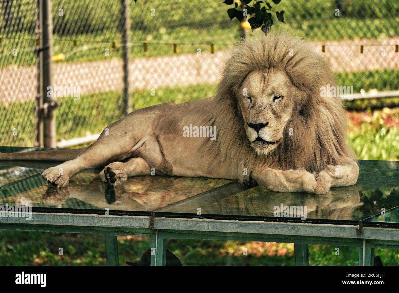 Lion enclosure zoo hires stock photography and images Alamy