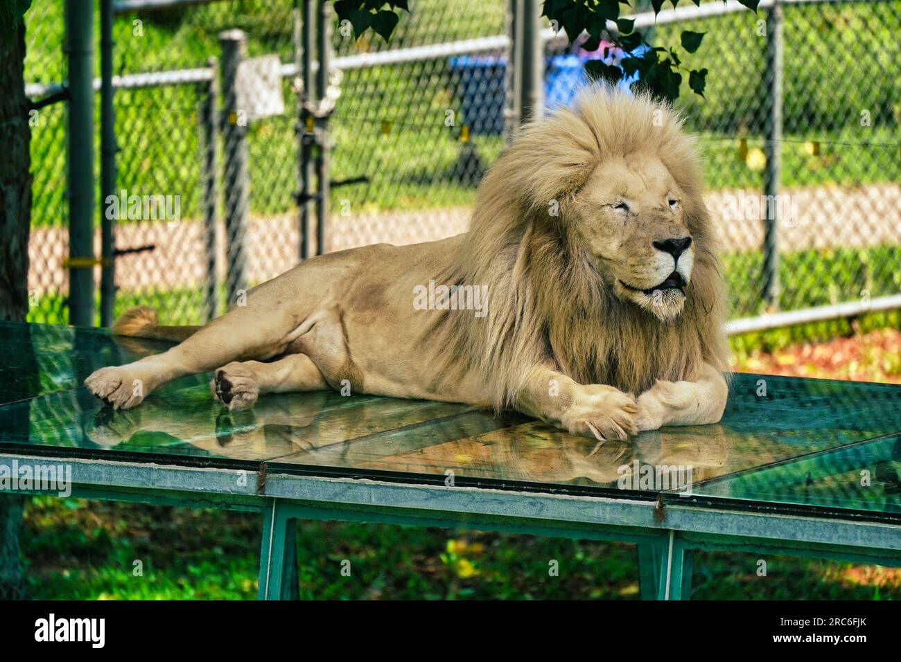captive-and-lions-pride-hi-res-stock-photography-and-images-alamy