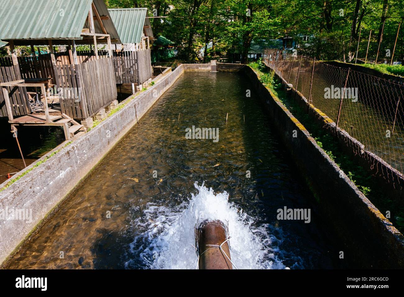 Breeding of trout in pools in fish farm Stock Photo Alamy