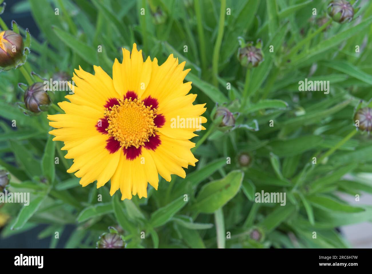 lanceleaf coreopsis lanceolata flower close up indoor in a greenhouse with daylight Stock Photo