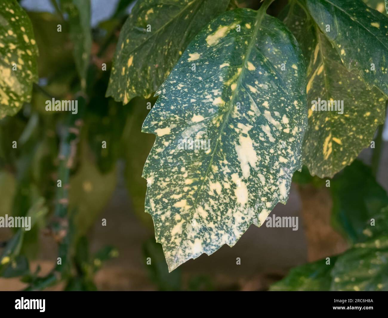 Aucuba japonica plant hi-res stock photography and images - Alamy