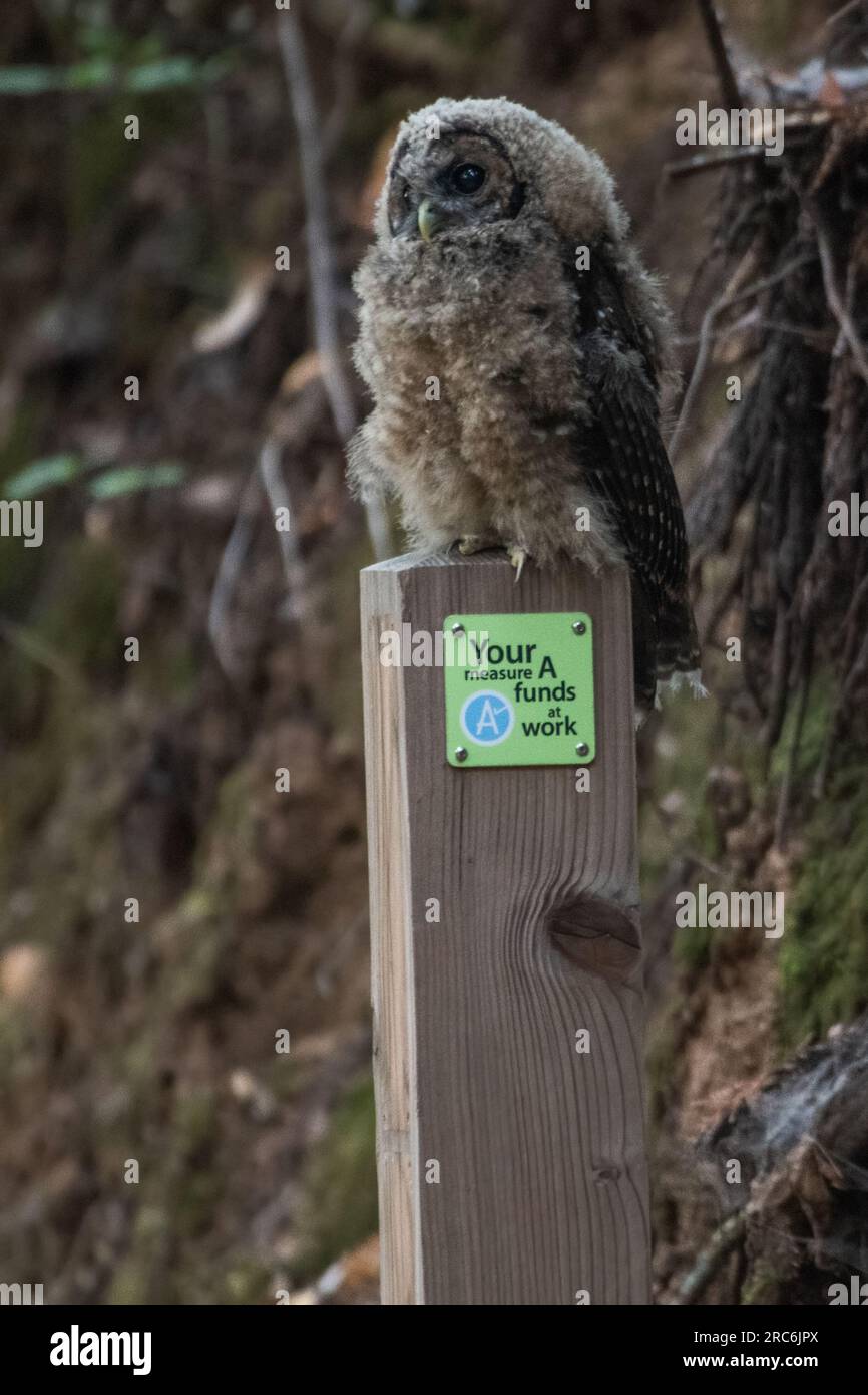 The spotted owl, Strix occidentalis, an endangered bird species from the West coast that is found in high quality forest in California. Stock Photo