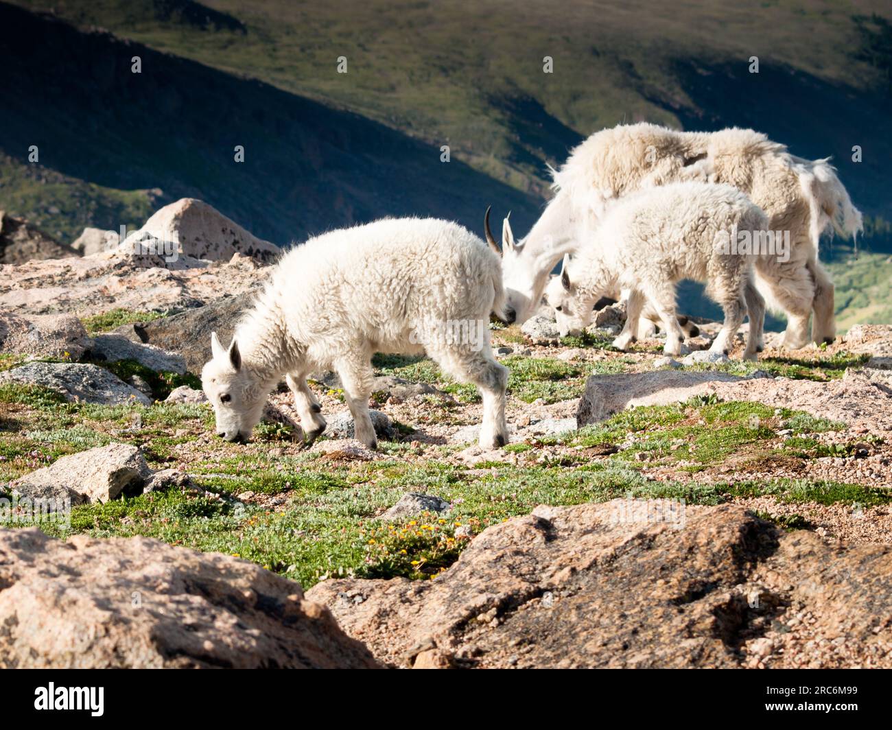 Mountain Goat Kid Stock Photo - Alamy