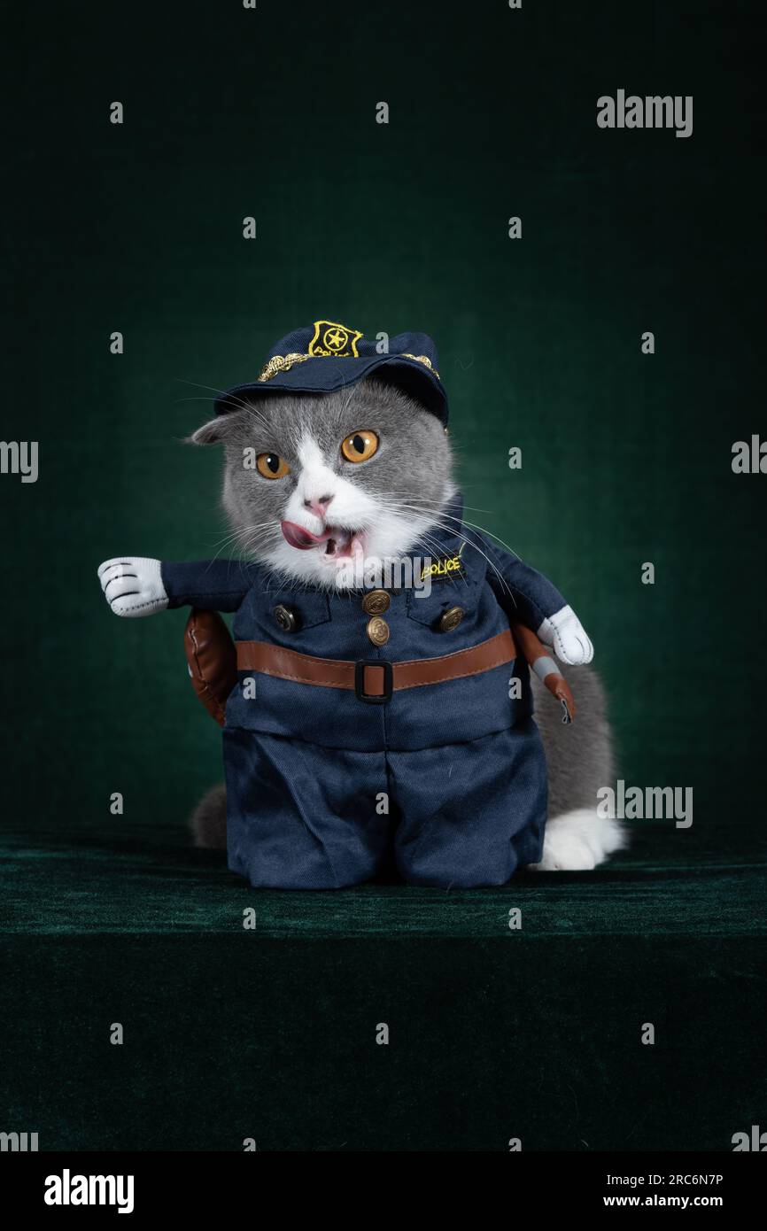 Police kitten hi res stock photography and images Page 2 Alamy