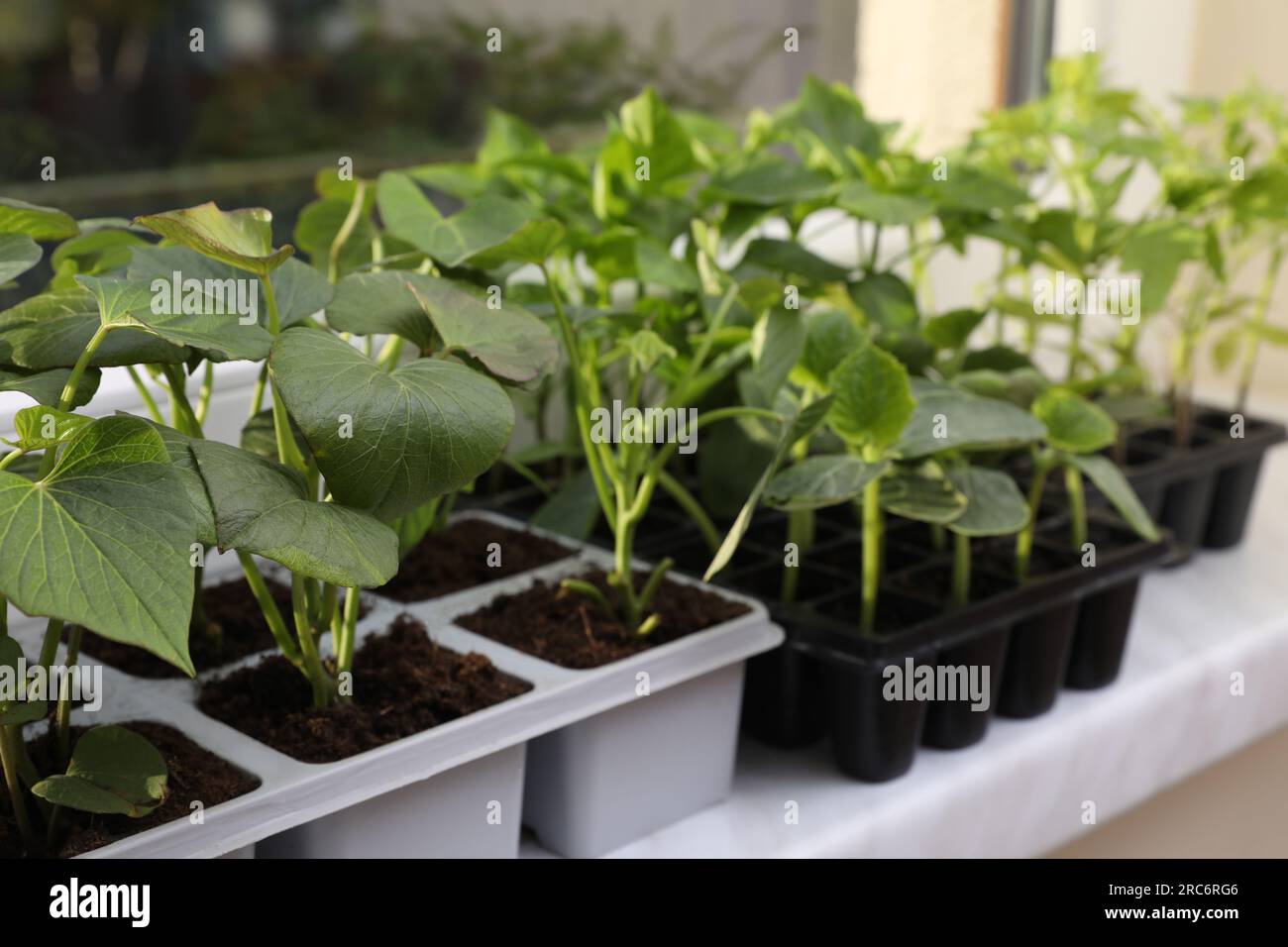 Seedlings growing in plastic containers with soil on windowsill