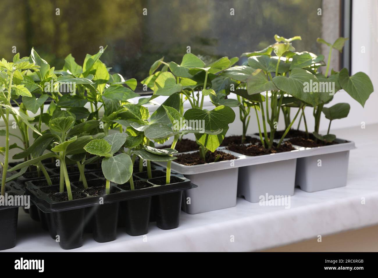 Seedlings growing in plastic containers with soil on windowsill ...