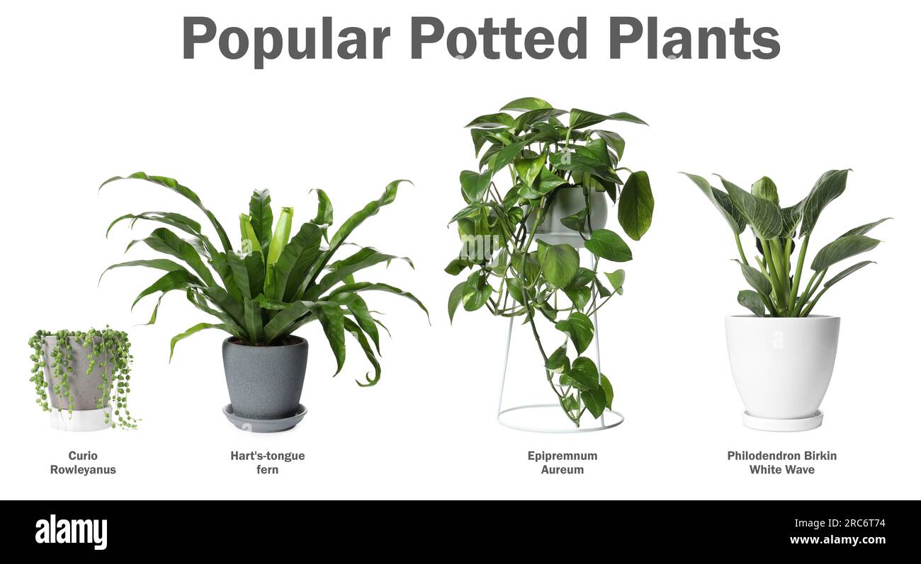 Set of many different popular potted plants with names on white