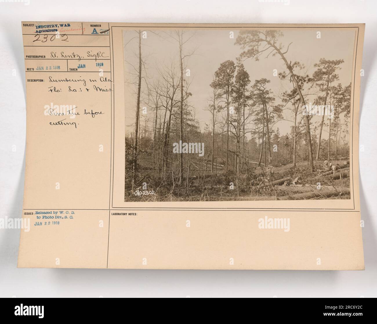 Image: A pine tree standing tall in a forest, with the surrounding area showing signs of logging activities. Caption: A pine tree in Alabama, Florida, Louisiana, and Mississippi, prior to being cut down during World War One for lumbering purposes. The image captures the scale of the forestry industry during wartime, highlighting the need for resources to support the war effort. Stock Photo