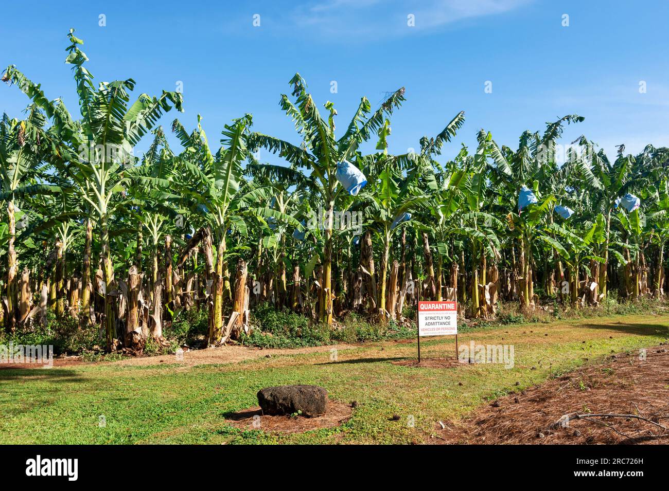 Banana plantation at the renowned Mt Uncle Distillery, Walkamin, Atherton Tablelands, Far North Queensland, FNQ, Australia Stock Photo