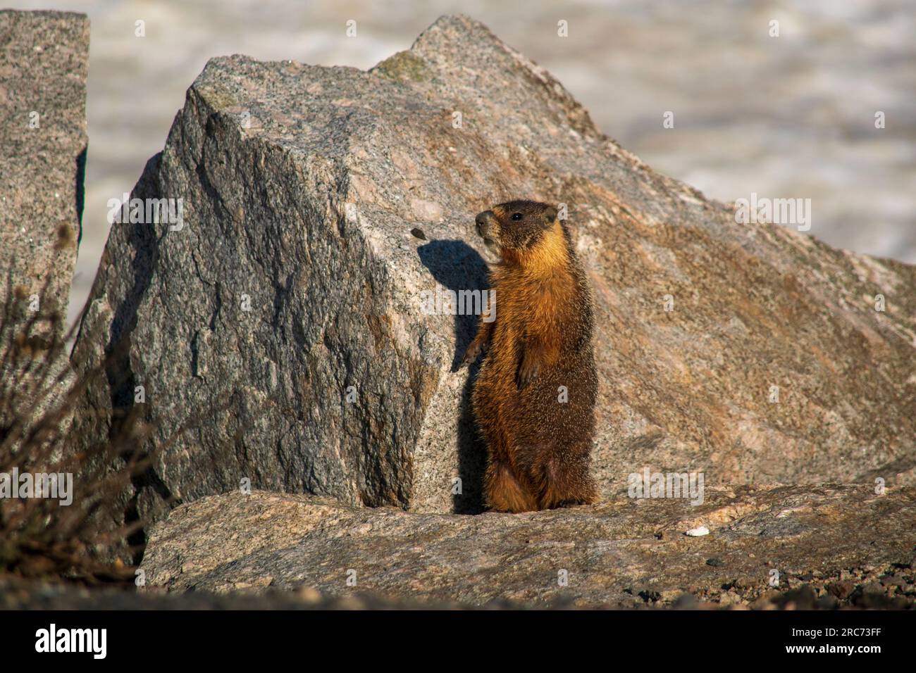 Marmot sonora on sale