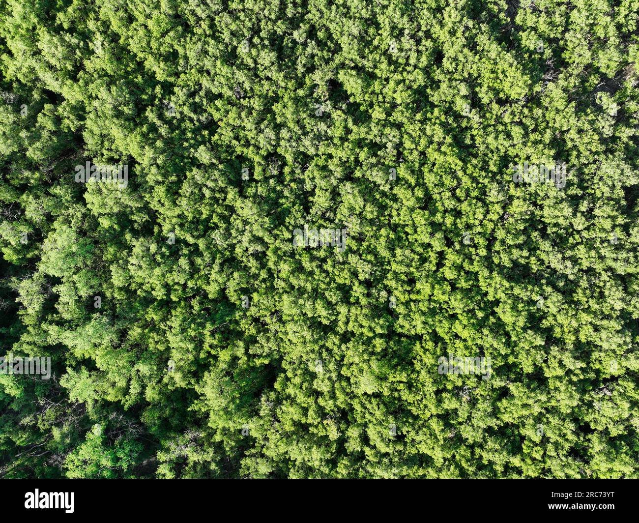 Aerial top view of mangrove forest. Drone view of dense green mangrove