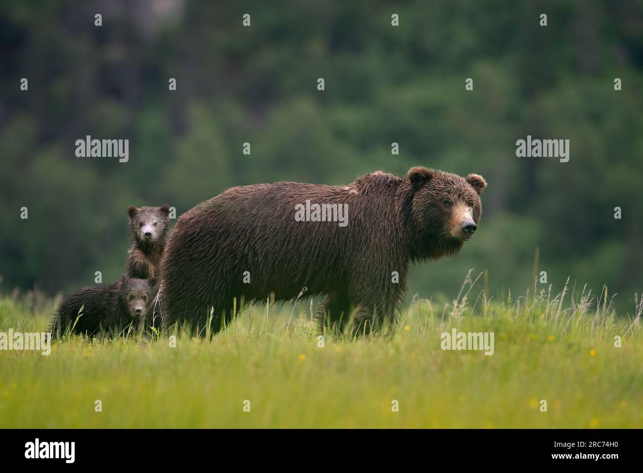 Brown bear sow with cubs Stock Photo - Alamy