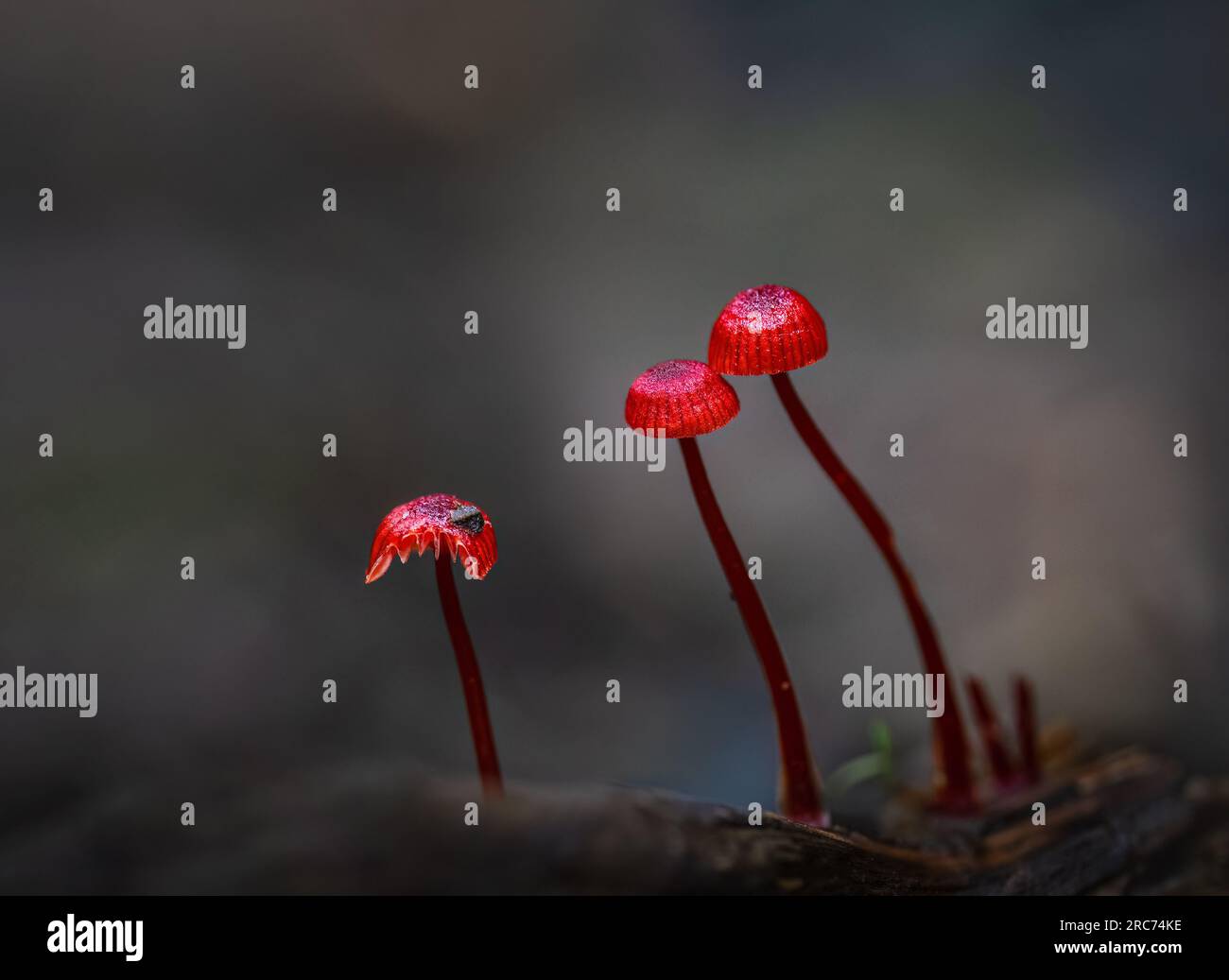 Ruby Bonnot Mycenaceae fungi hi-res stock photography and images - Alamy