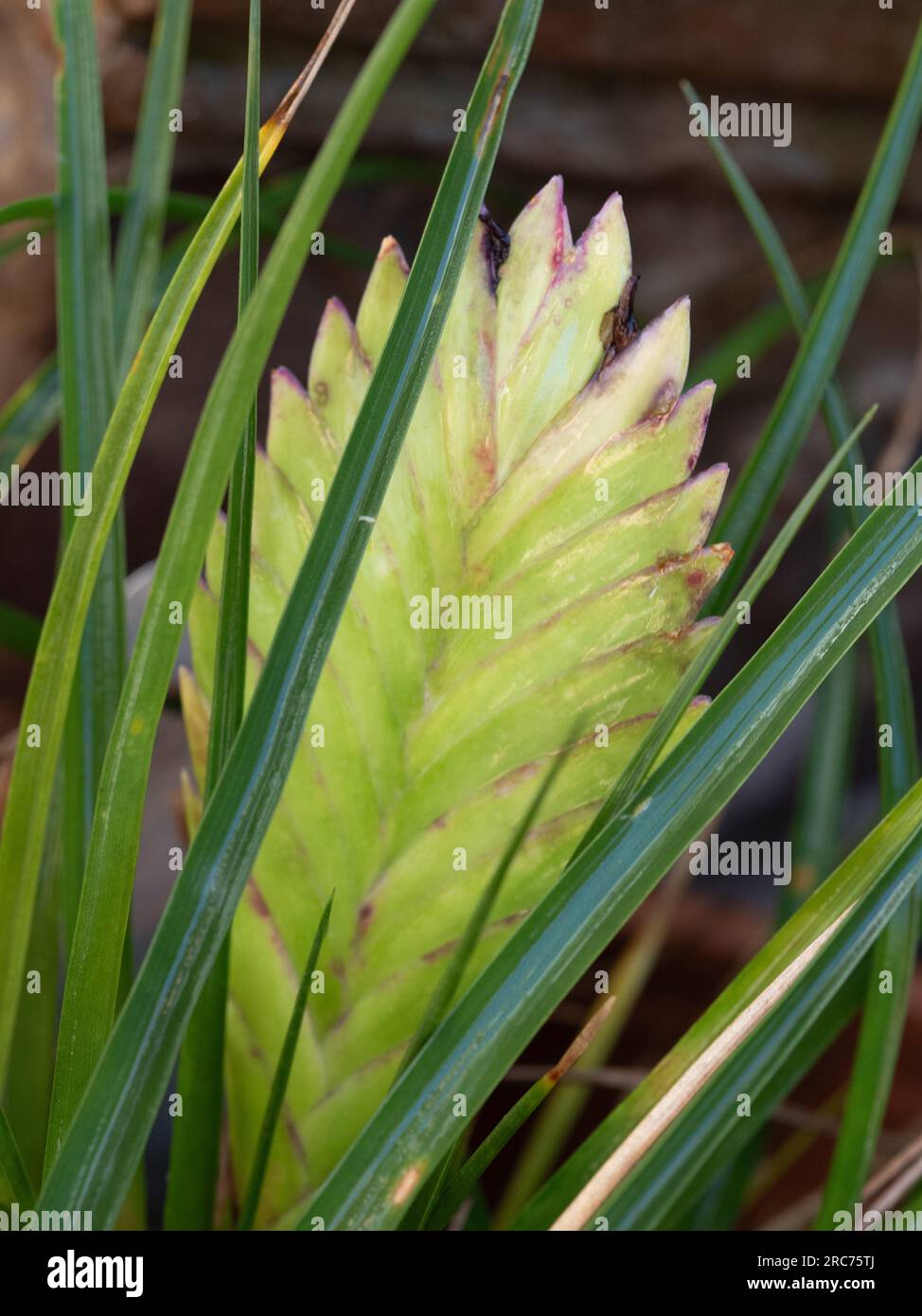Pink bracts turning green at the end of the life cycle on the Paddle-shaped flower spike of Tillandsia Cyanea or Pink Quill plant Stock Photo