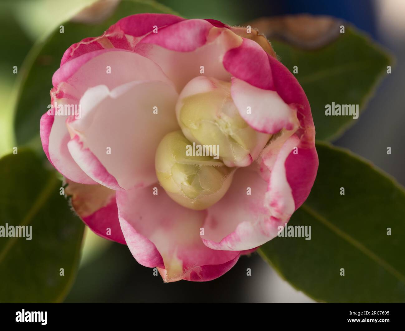 Pink and white Camellia flower blooming Stock Photo