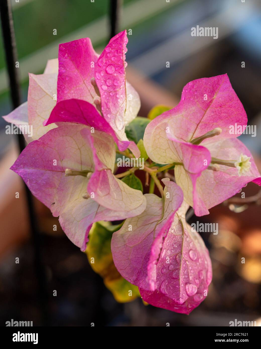 Pink and white Bougainvillea Bracts and tiny white flowers, wet and fresh Stock Photo