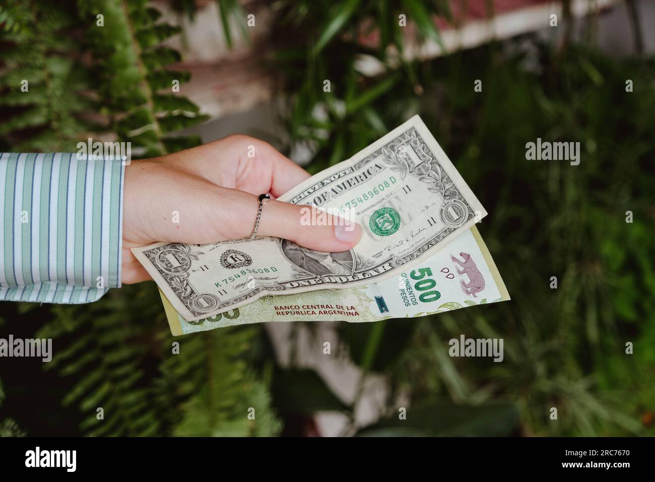 Woman's hand holding money. 1 dollar equals 500 argentine pesos. Inflation concept, rise of the dollar and devaluation of the Argentine currency. Stock Photo