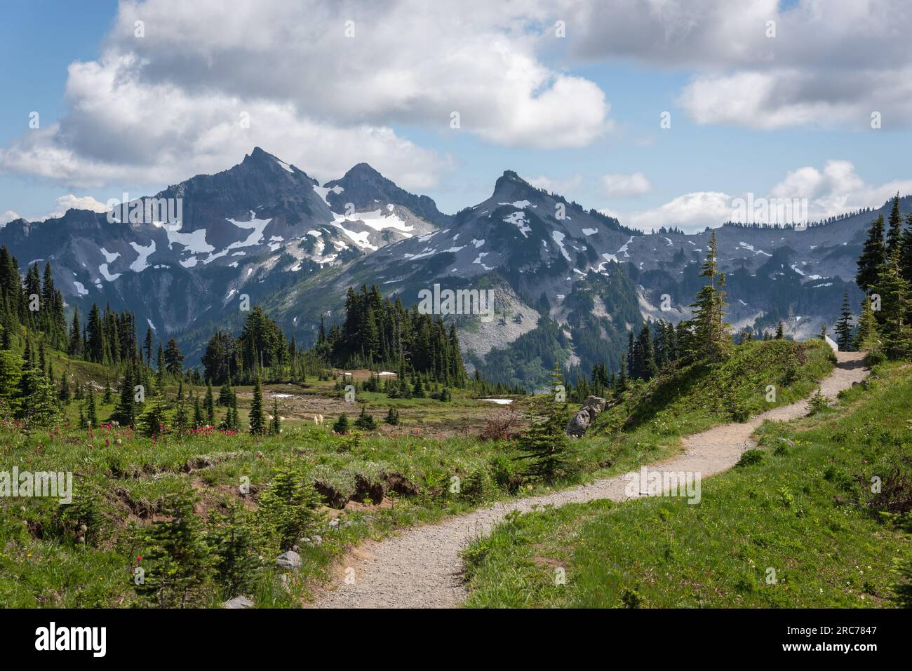 Picturesque hiking trail through magnificent wilderness mountains and meadows in Mt. Rainier National Park, Washington State Stock Photo