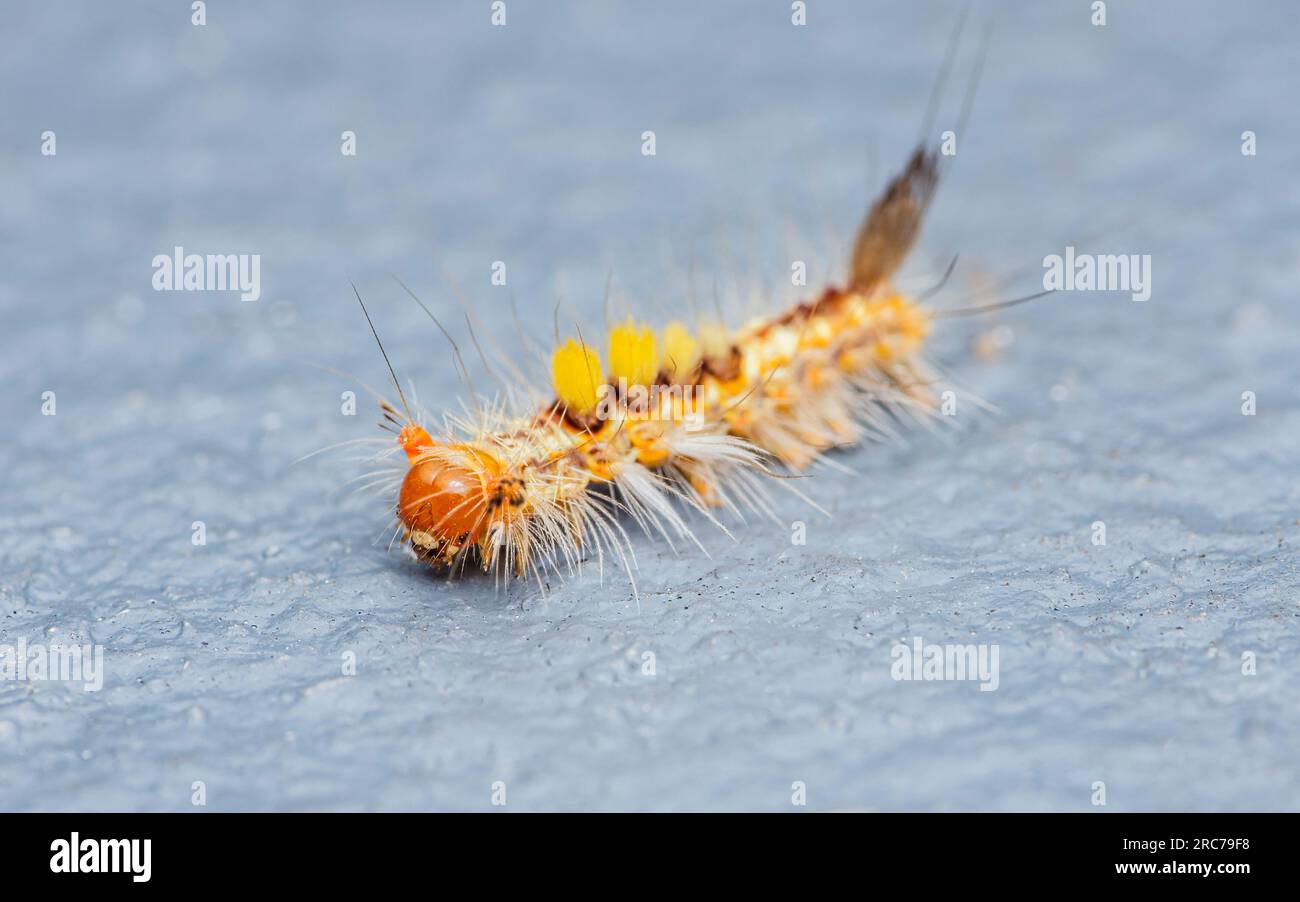 Close up a colourful hairy poisonous caterpillar on floor, Cement floor, Selective focus. Stock Photo