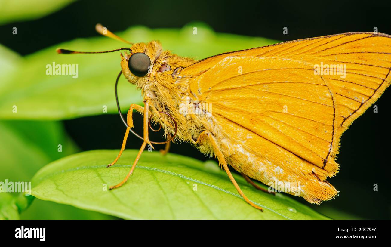 A beautiful yellow skipper butterfly (Thymelicus lineola) on green leaf and nature/bokeh background, Insect in morning Stock Photo