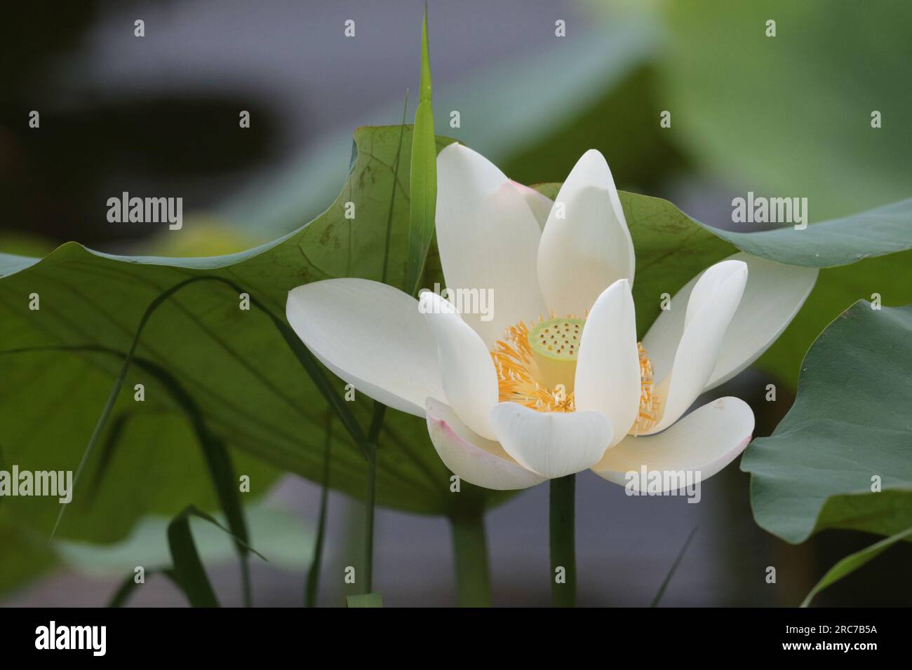 Lotus (Nelumbo nucifera) flower, San Tin, New Territories, Hong Kong Stock Photo Alamy