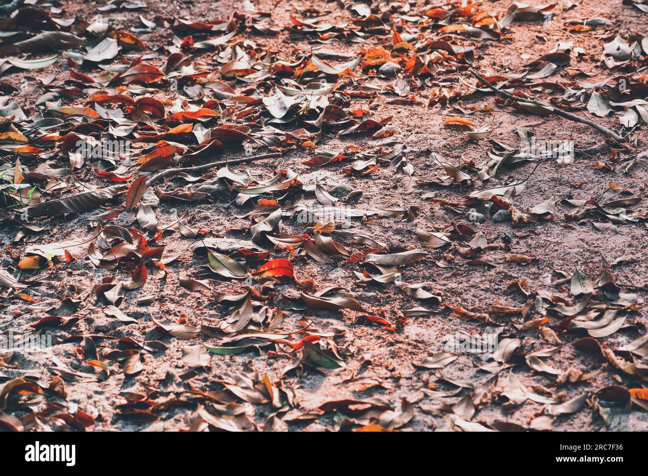 The surface of the dried leaves on the ground is an aesthetic background in  the garden forest and autumn colors Stock Photo - Alamy