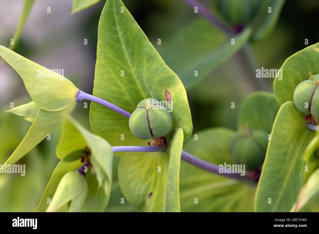 Macro image of bright green caper spurge buds. Euphorbia lathyris Stock Photo