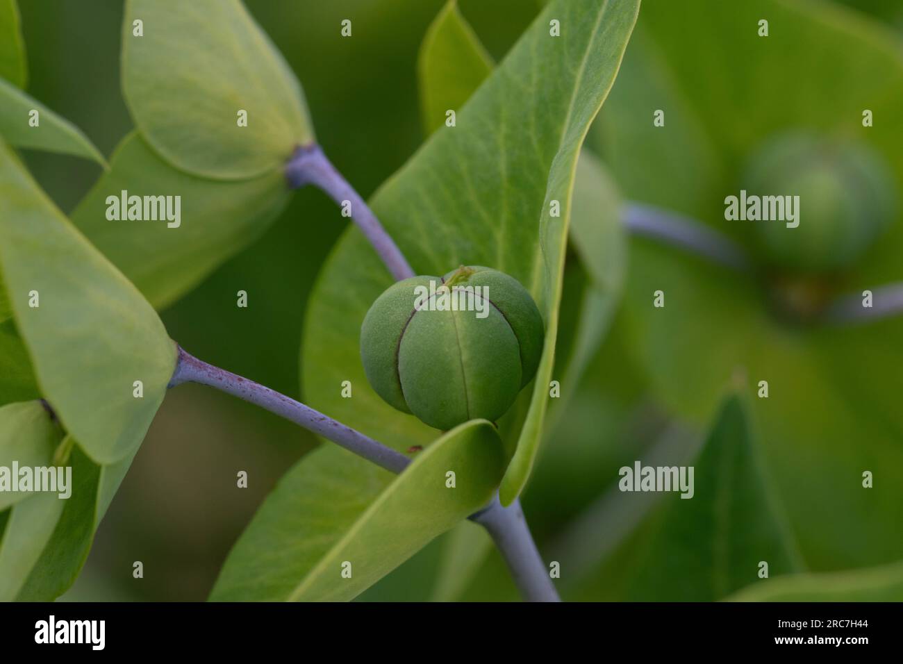 Close up macro image of caper spurge buds. Euphorbia lathyris Stock Photo