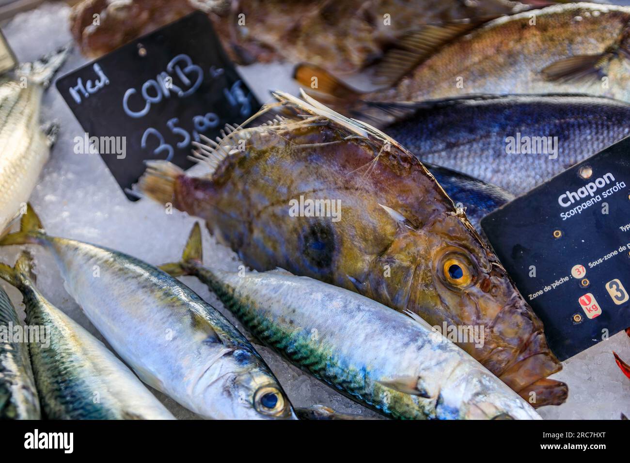 Freshly caught brown meagre or corb fish on display at the fish market in the old town or Vieil Antibes, South of France Stock Photo