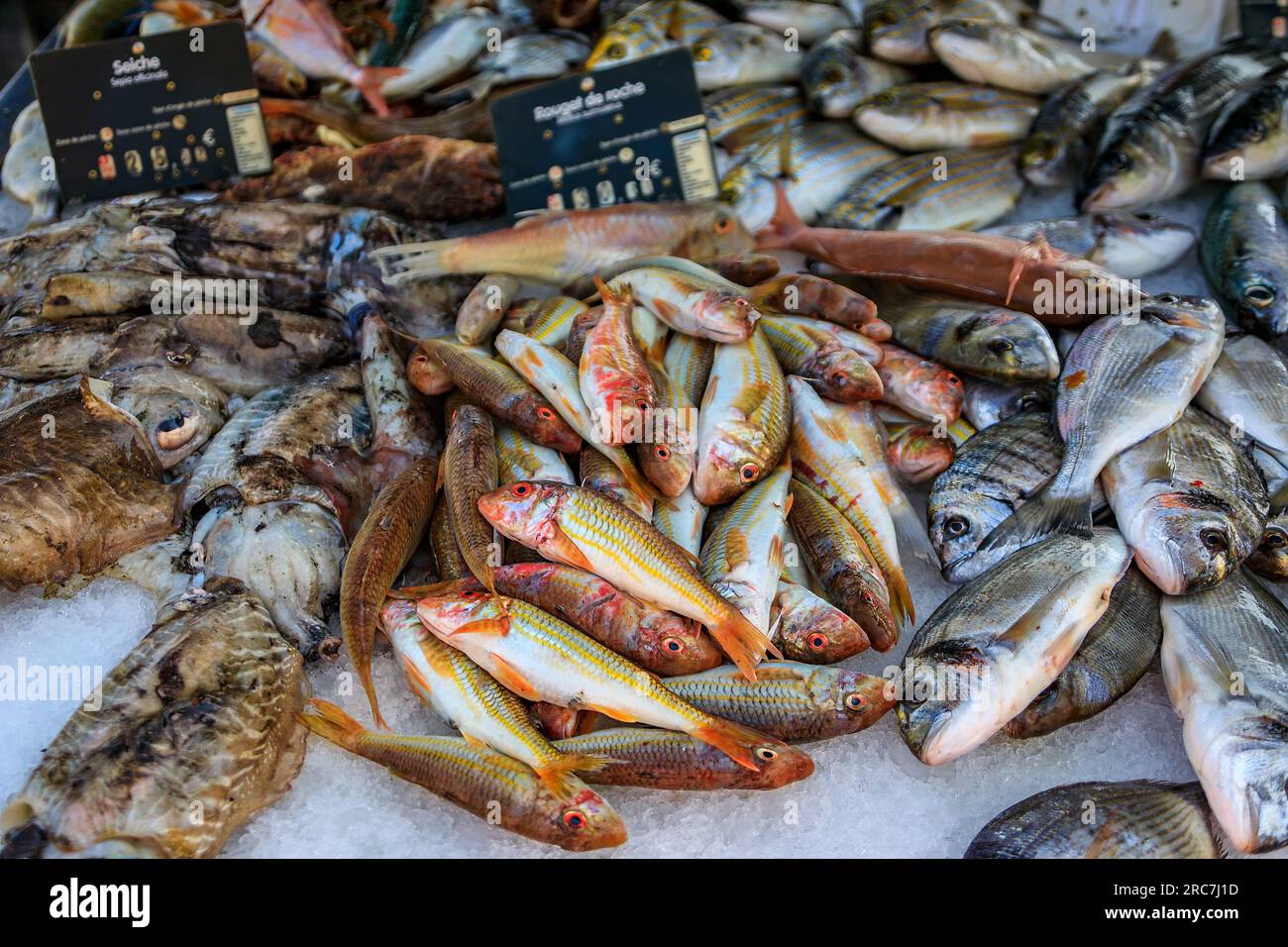 Freshly caught striped red mullet fish on display at the fish market in the old town or Vieil Antibes, South of France Stock Photo