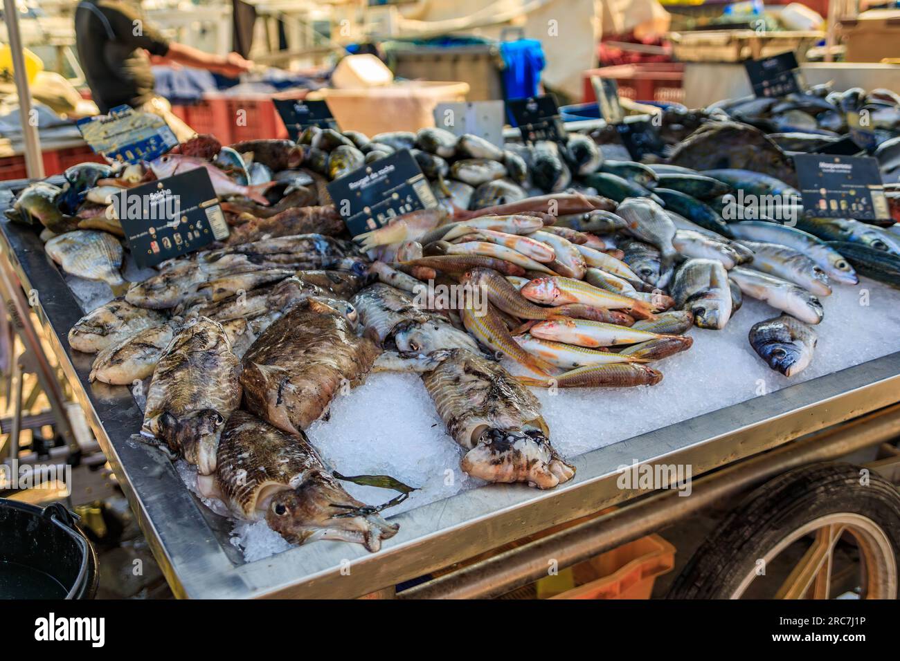 Freshly caught cuttlefish and striped red mullet, on display at the fish market in the old town or Vieil Antibes, South of France Stock Photo