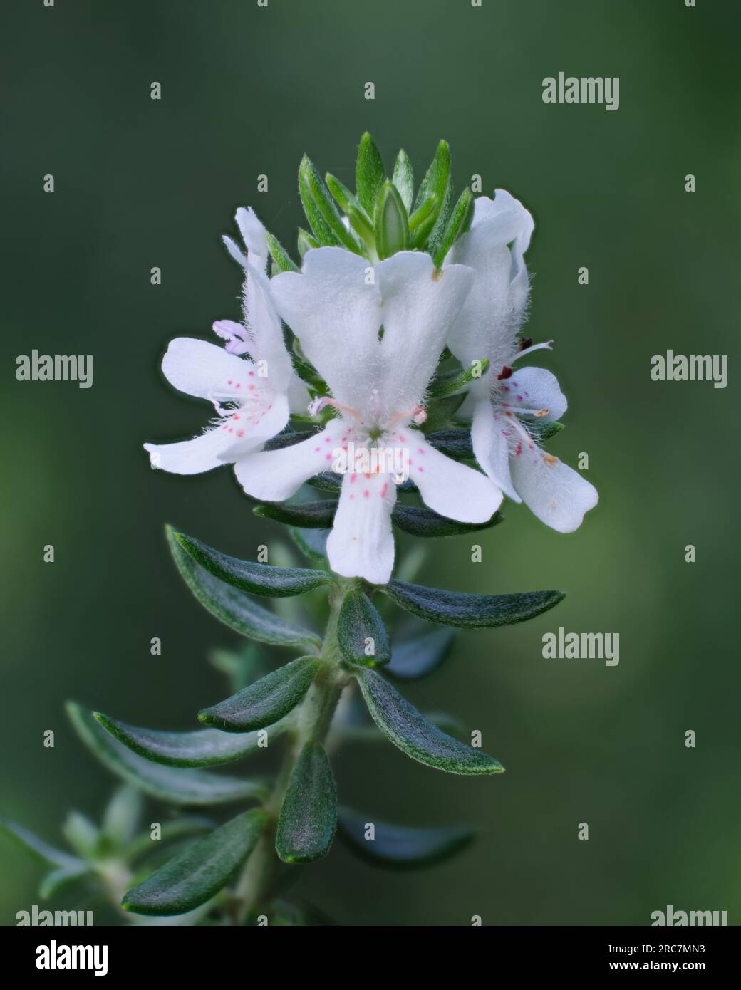 Westringia Fruticosa Stock Photo