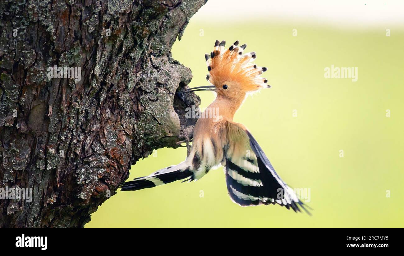 Crested Hoopoe Upupa epops it flies to the nest and carries food for the female for the young, the best photo. Stock Photo