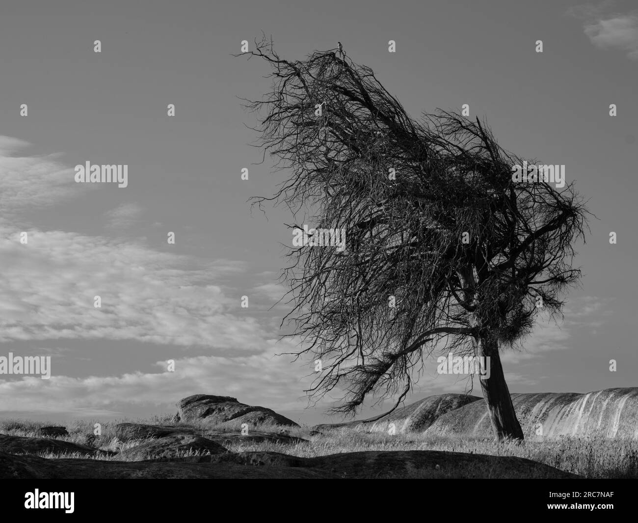 Dog Rocks Tree BW Stock Photo