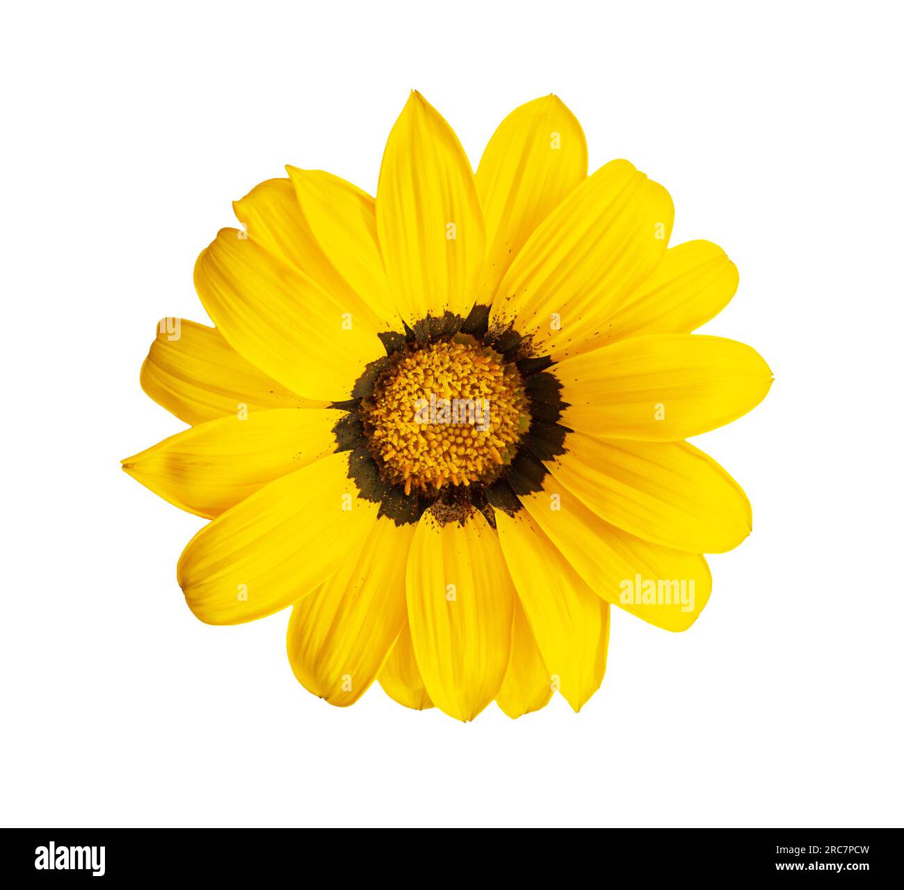 Top view macro bright yellow Gazania - South African chamomile, daisy, sunflower blooming with flower stamens on sunny day on white isolated backgroun Stock Photo