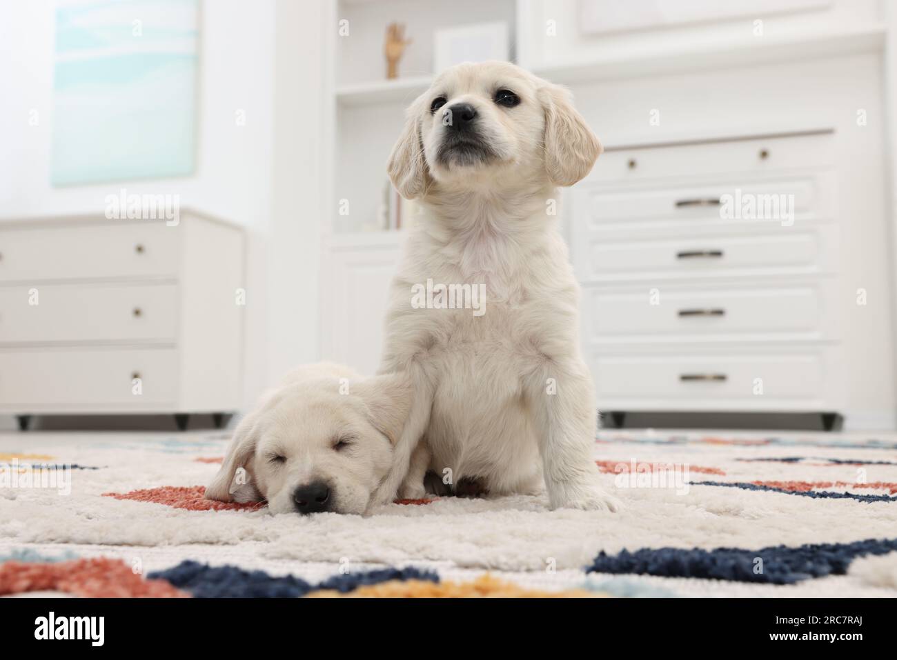 Cute little puppies on carpet at home. Adorable pets Stock Photo - Alamy