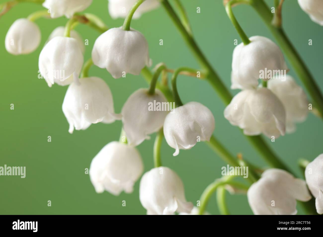 Beautiful lily of the valley flowers on blurred green background ...