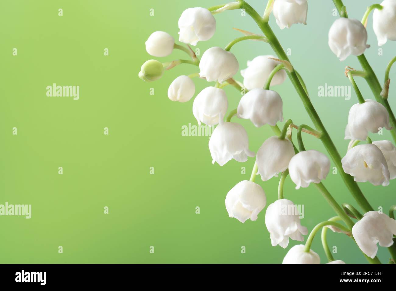 Beautiful lily of the valley flowers on blurred green background ...